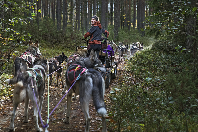 En kvinna kör ett hundspann och vänder sig mot kameran.