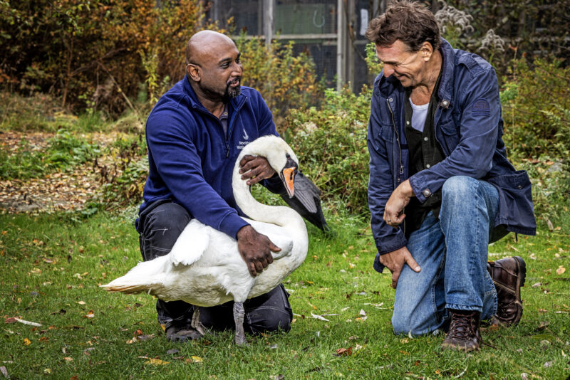 Två män pratar med en svan under inspelningen av ett naturprogram.